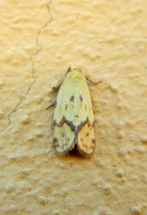 Agapeta hamana?